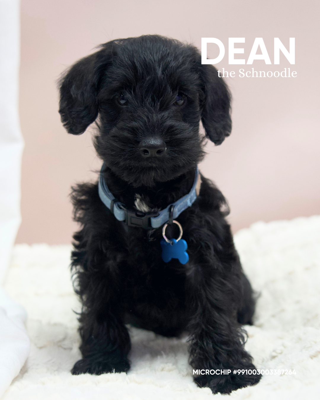 Dean