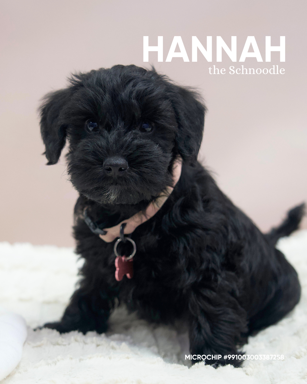 Hannah