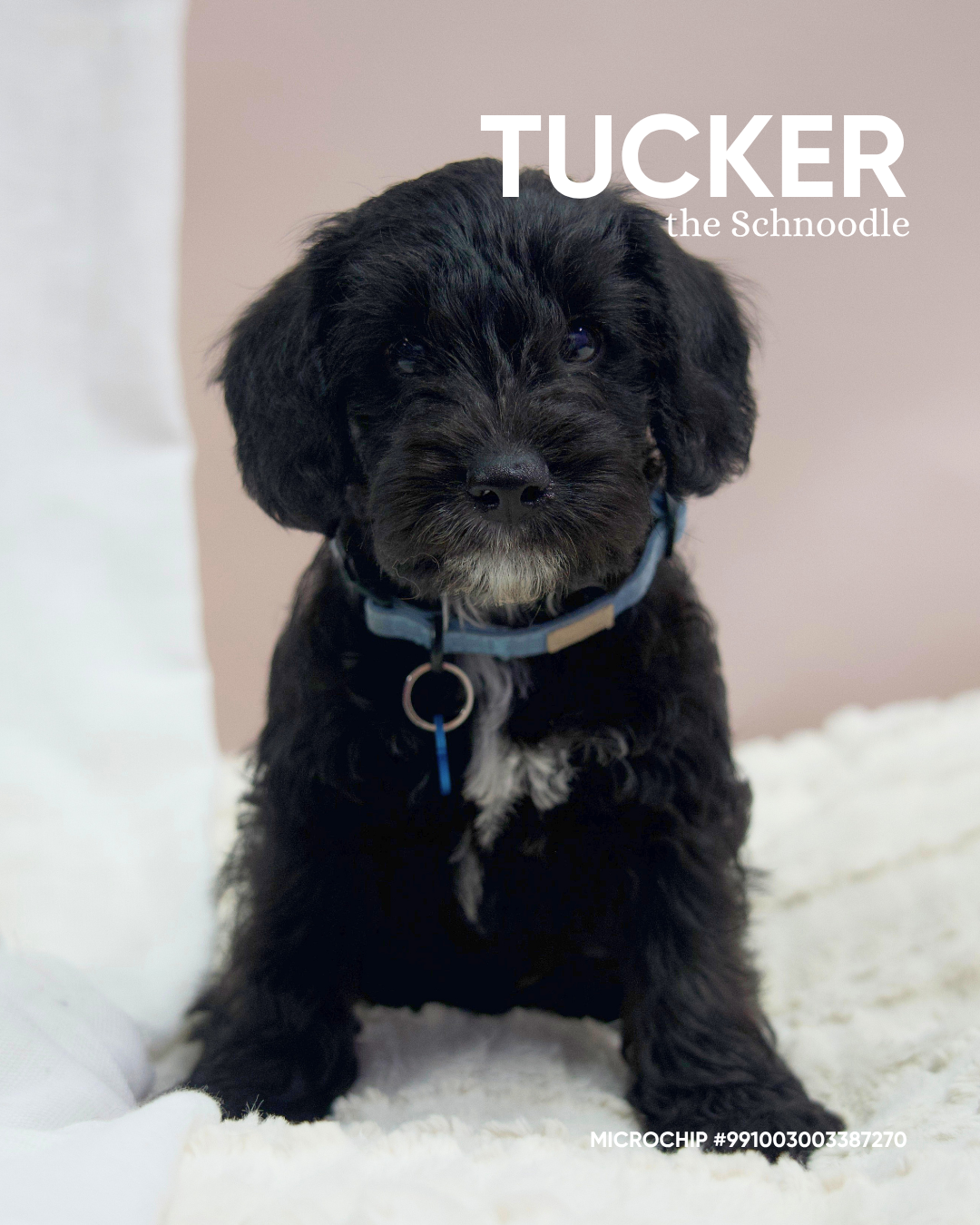 Tucker
