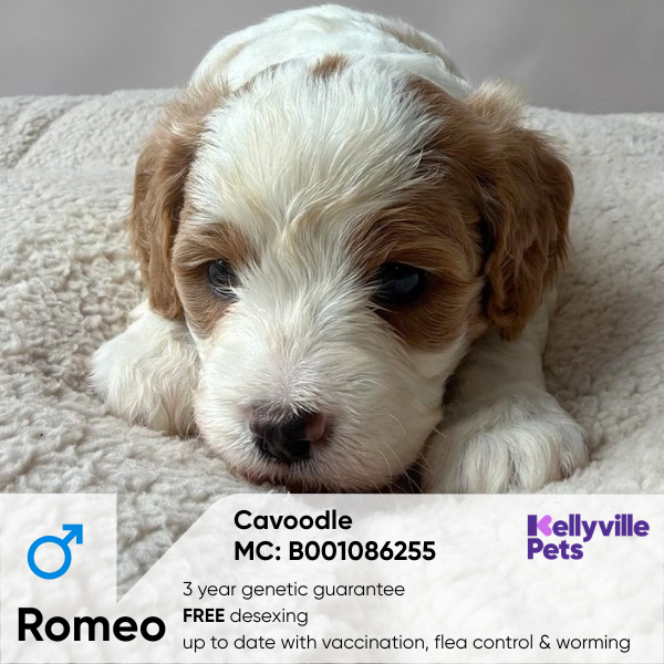 Romeo