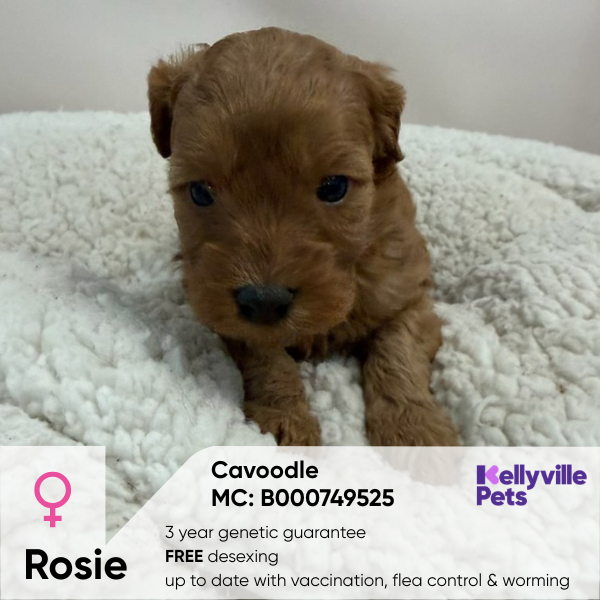 Rosie
