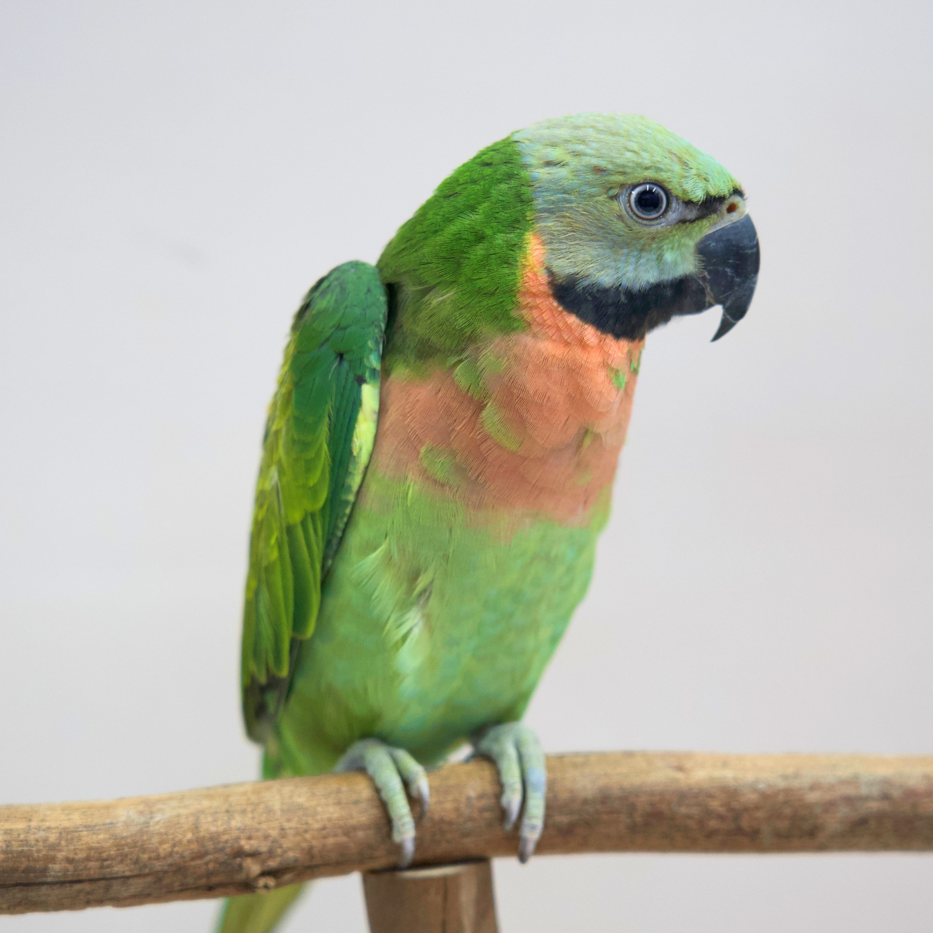 Meet Rune - Moustache Parrot