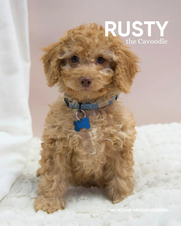Rusty