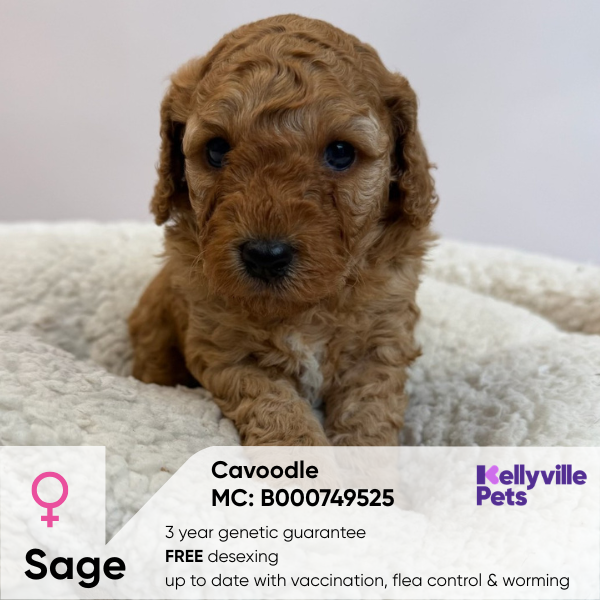 Sage