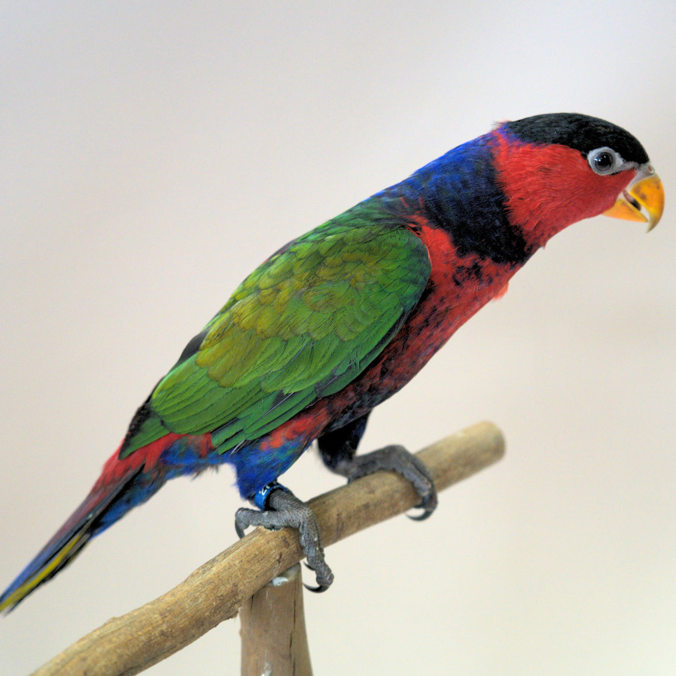 Meet Snickers, our Black-Capped Lory