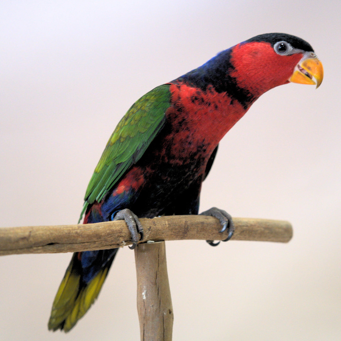 Meet Snickers, our Black-Capped Lory