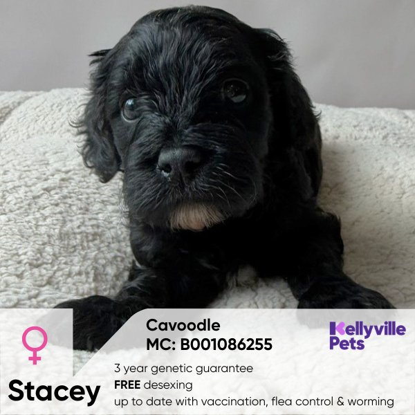 Stacey