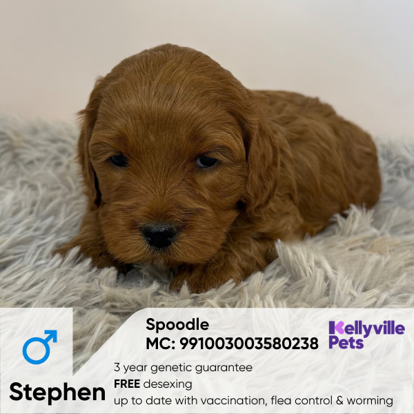 Stephen
