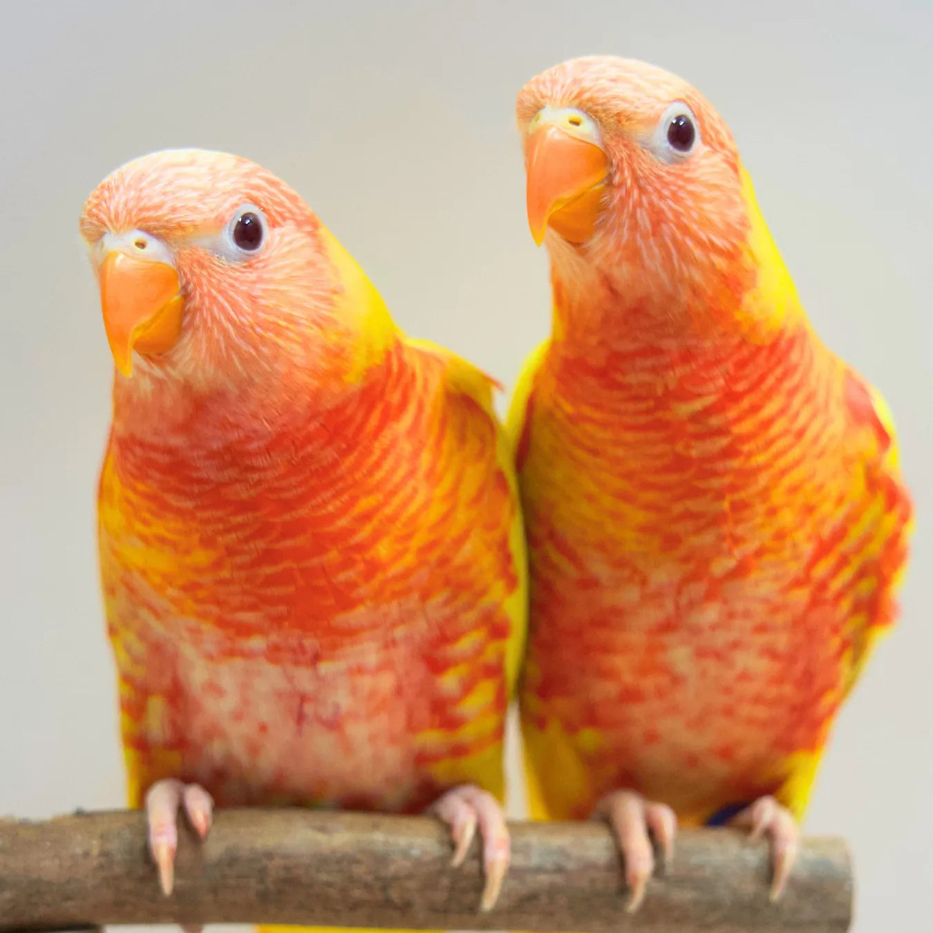 Sunshine & Sunbeam our Hand-Raised Lutino Rainbow Lorikeets