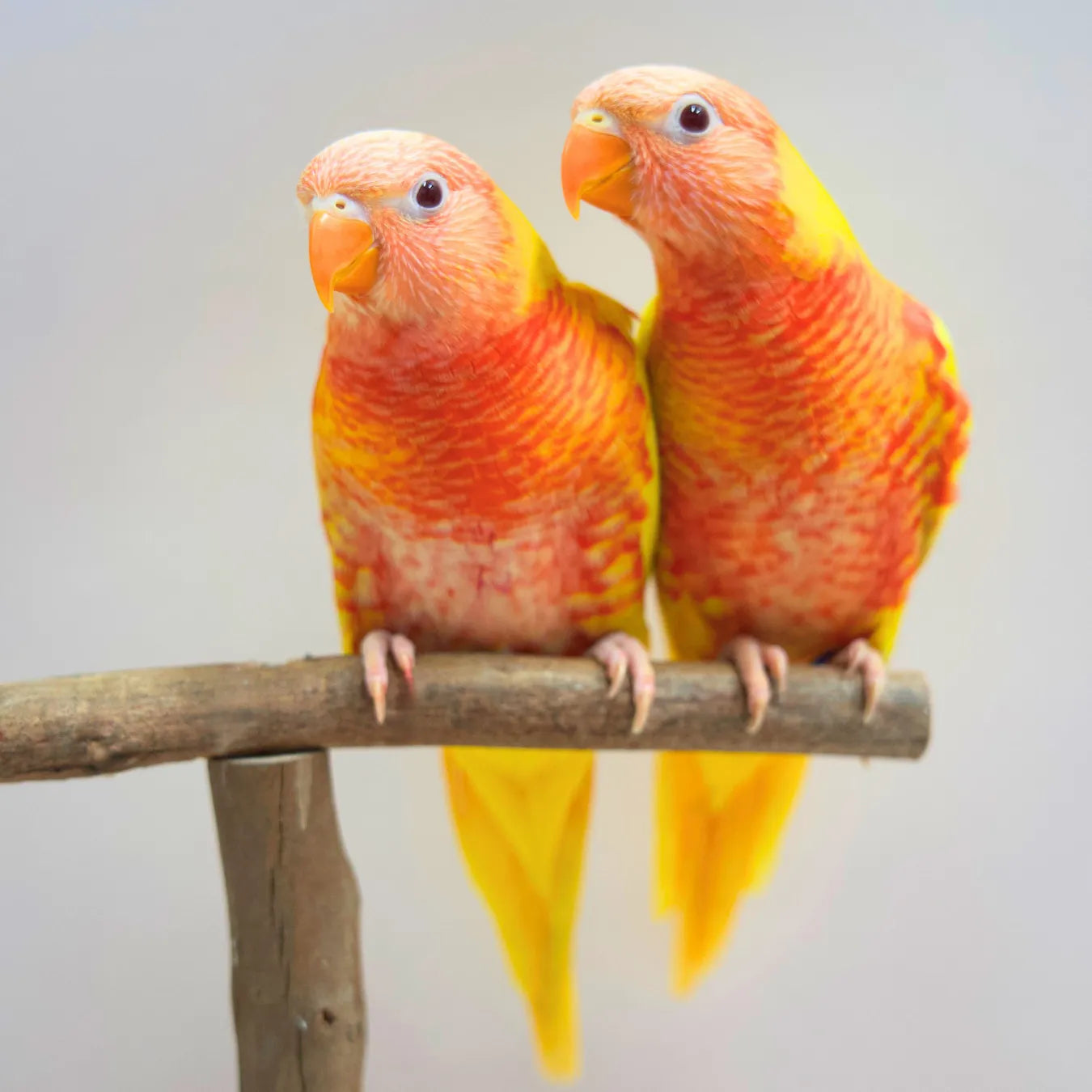 Sunshine & Sunbeam our Hand-Raised Lutino Rainbow Lorikeets