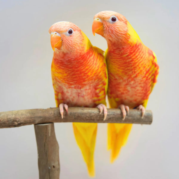 Sunshine & Sunbeam our Hand-Raised Lutino Rainbow Lorikeets
