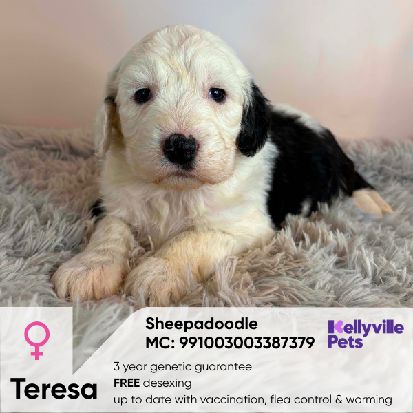 Teresa