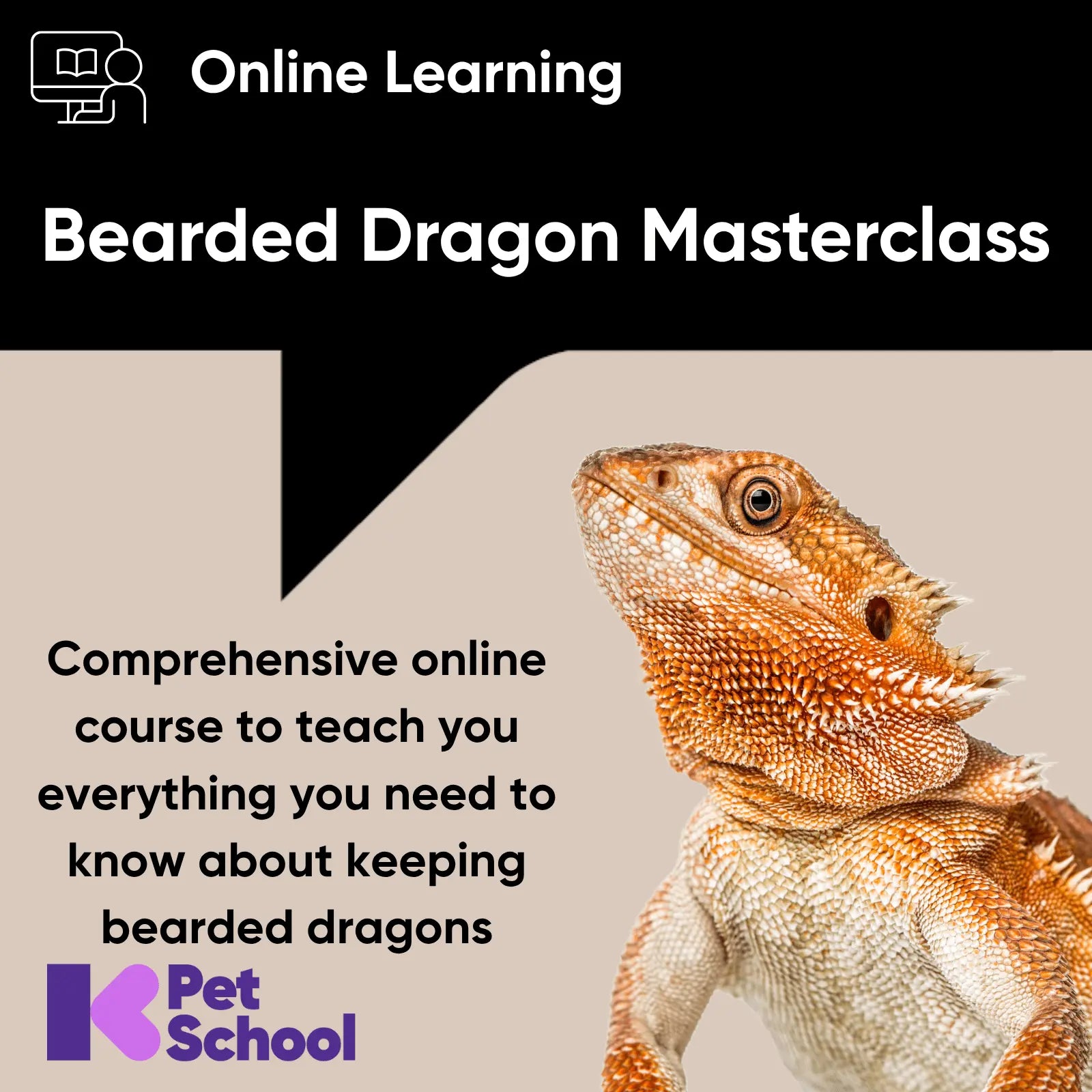 The Bearded Dragon Masterclass - Kellyville Pets