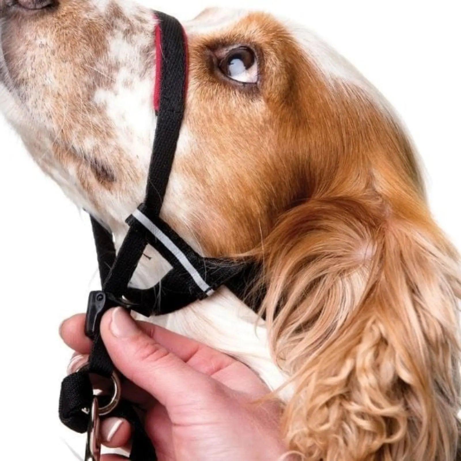 The Company of Animals Halti Optifit Headcollar The Company of Animals