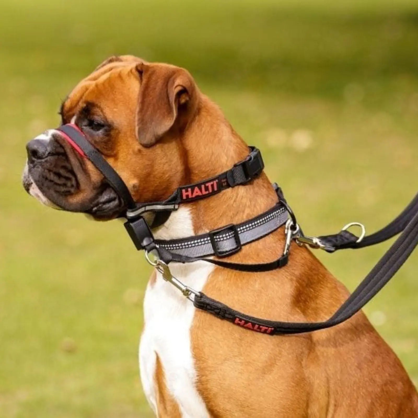 The Company of Animals Halti Optifit Headcollar The Company of Animals