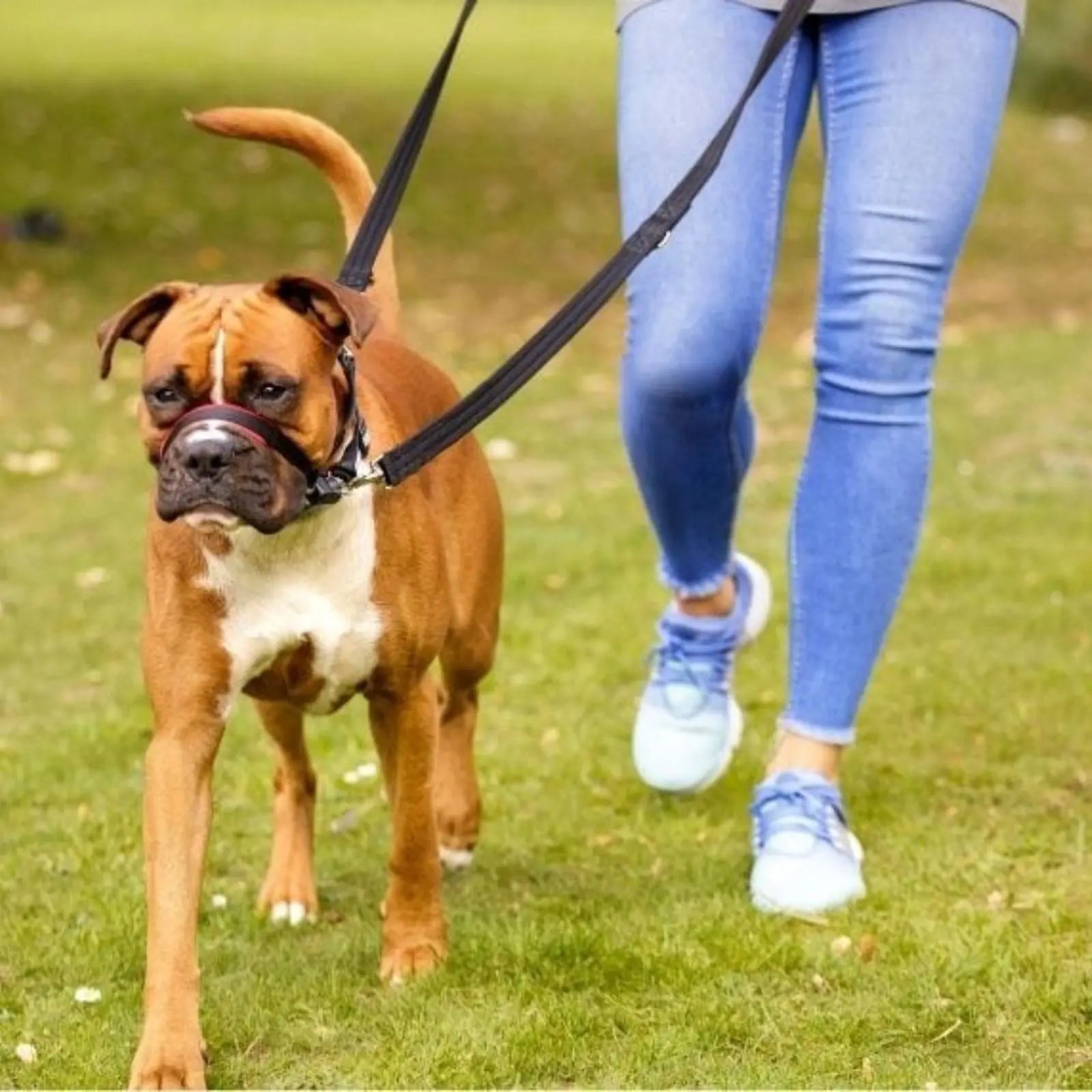 The Company of Animals Halti Optifit Headcollar The Company of Animals