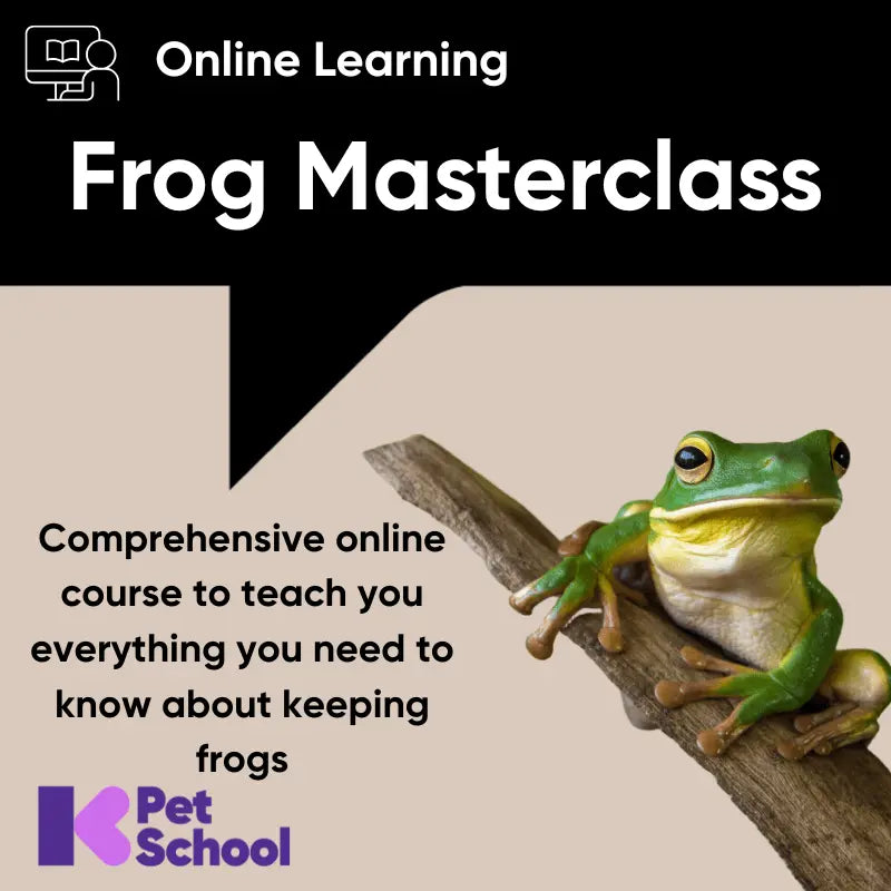 The Frog Masterclass - Kellyville Pets