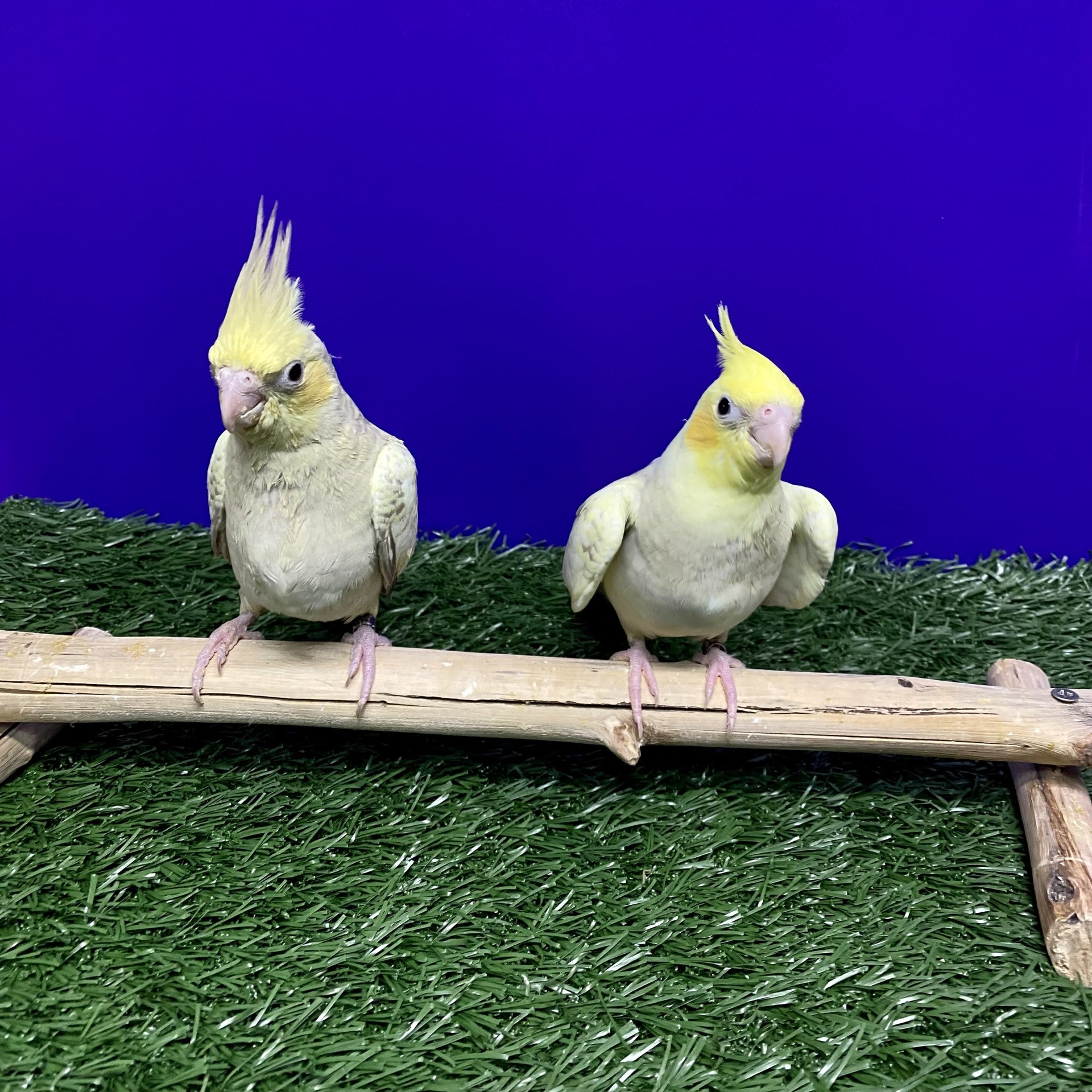 Meet our baby Cockatiels