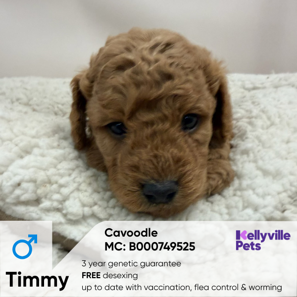Timmy