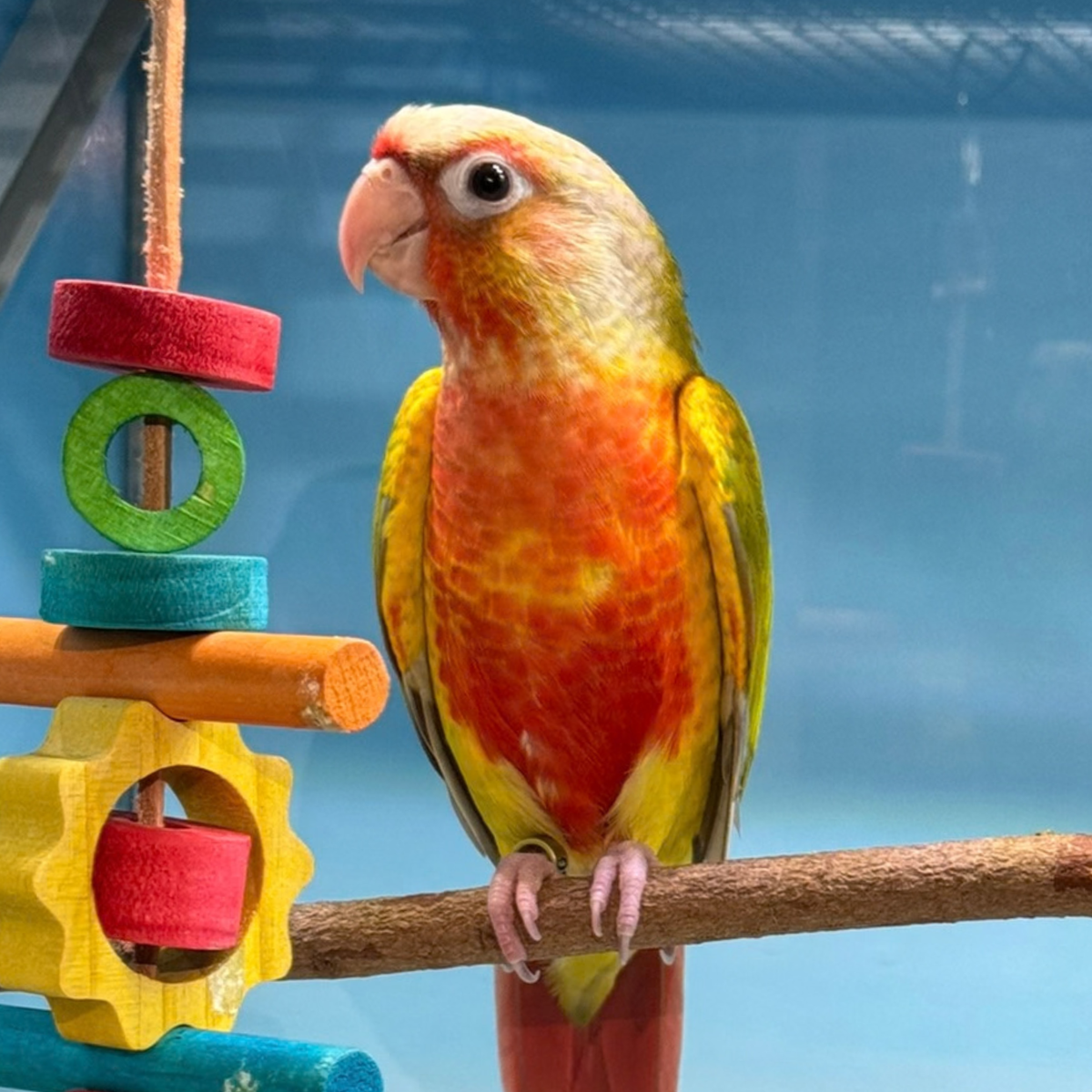 Meet Tuck & Ella - Cinnamon Green Cheek Conures