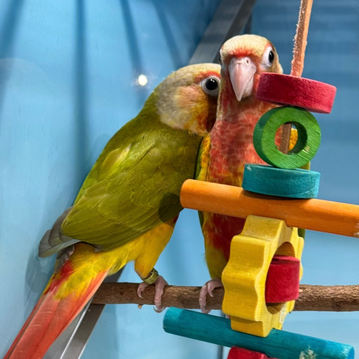 Meet Tuck & Ella - Cinnamon Green Cheek Conures