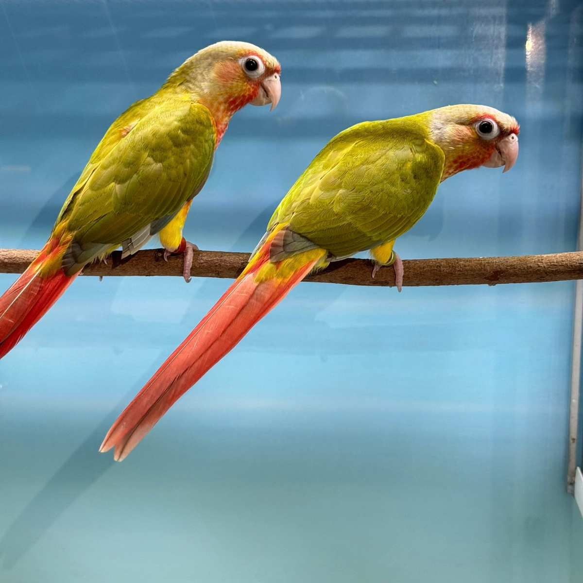 Meet Tuck & Ella - Cinnamon Green Cheek Conures
