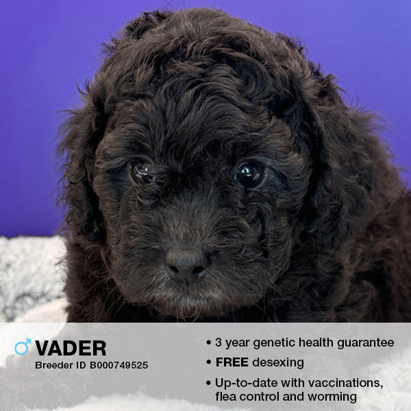 Vader the Cavoodle