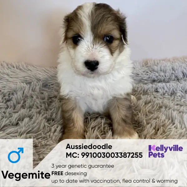 Vegemite Coogee