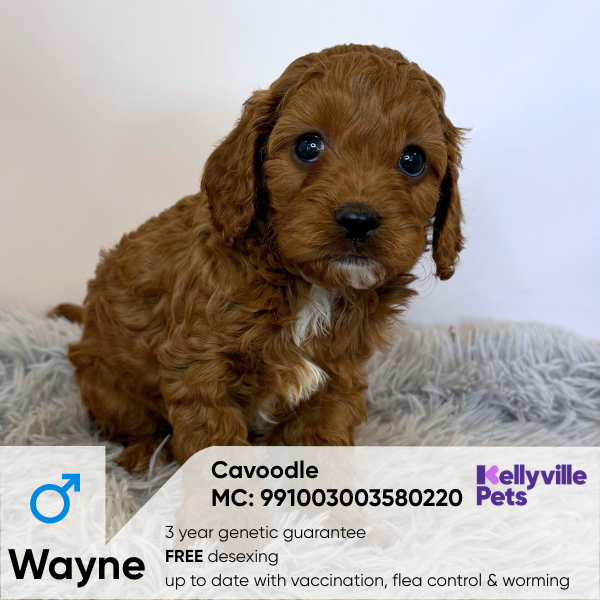 Wayne
