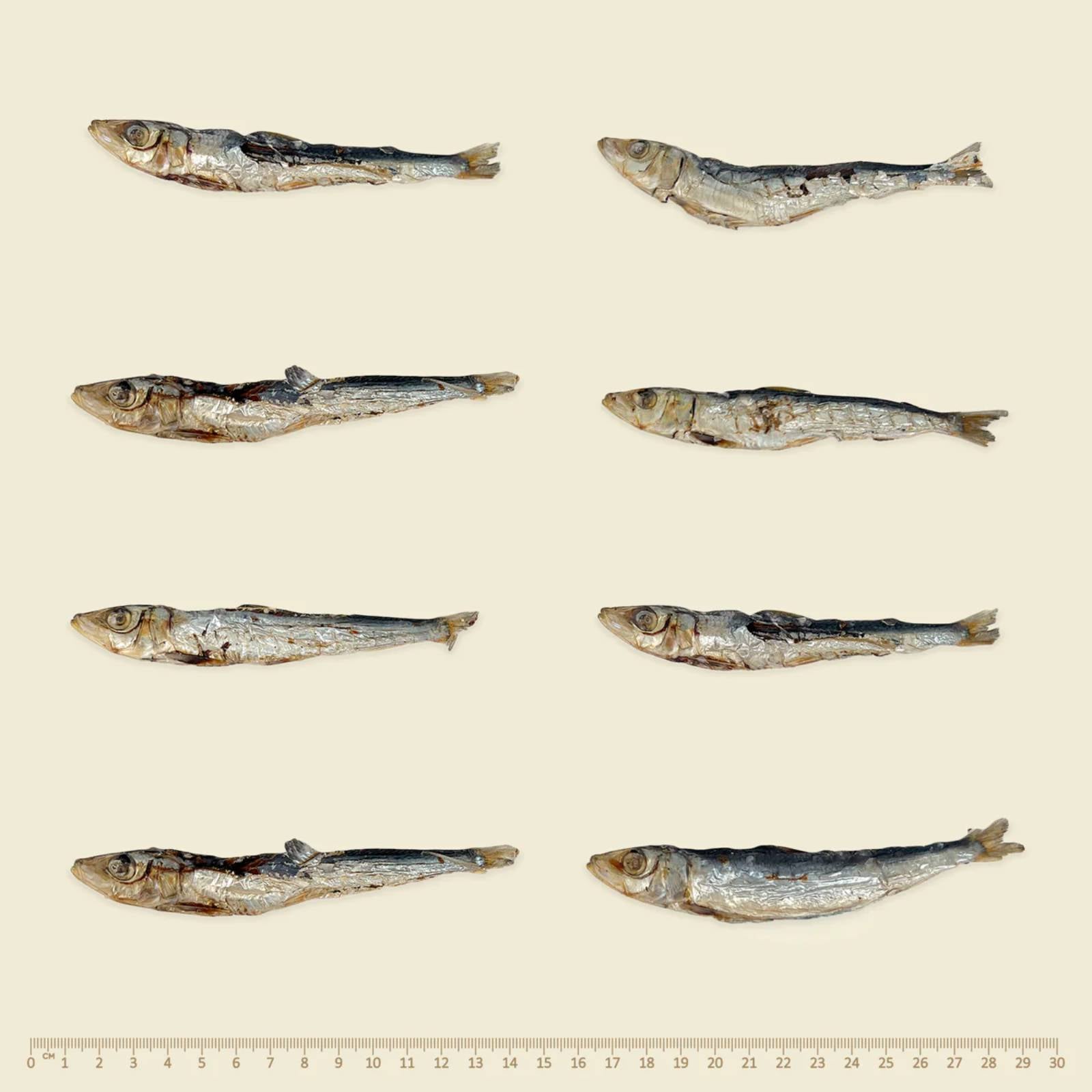 Wildkind Dog Treat Southern Ocean Pilchards