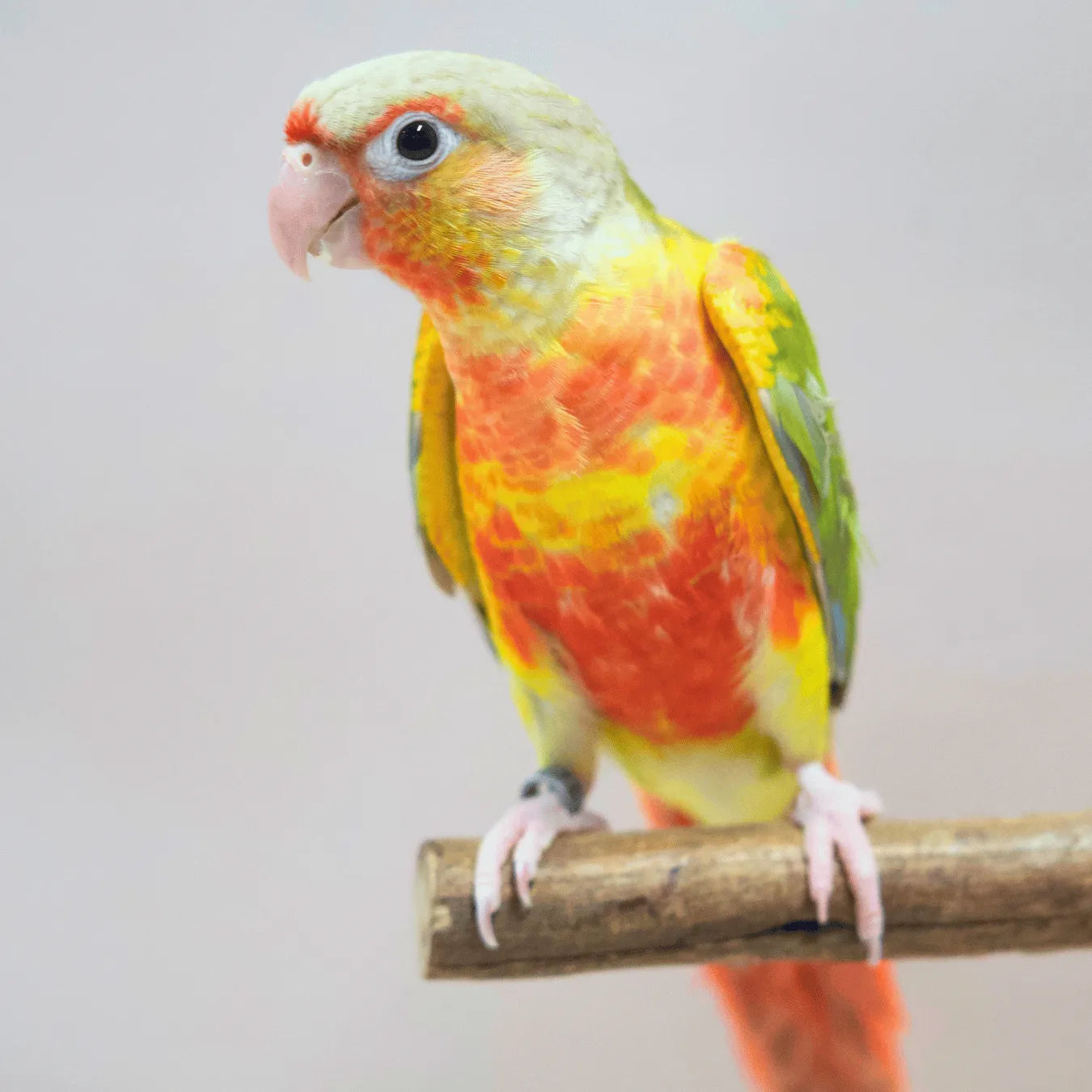 Meet Woody - Hand-Raised Pineapple Green Cheek Conure