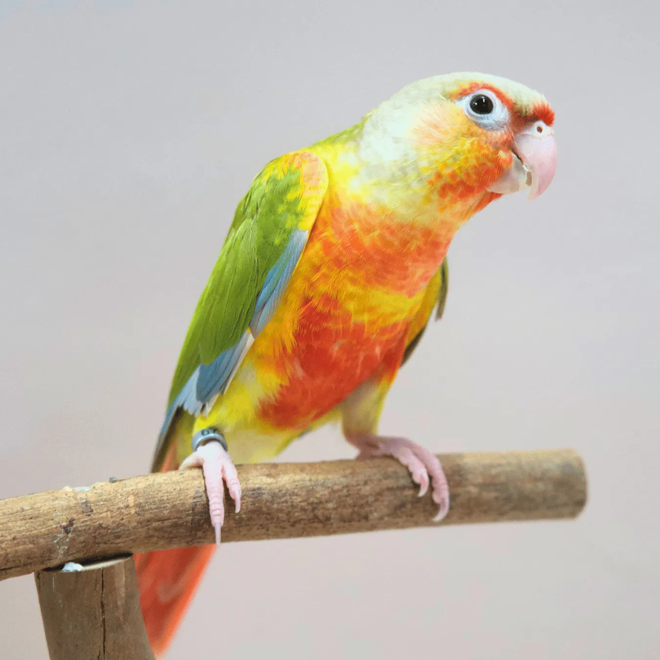 Meet Woody - Hand-Raised Pineapple Green Cheek Conure