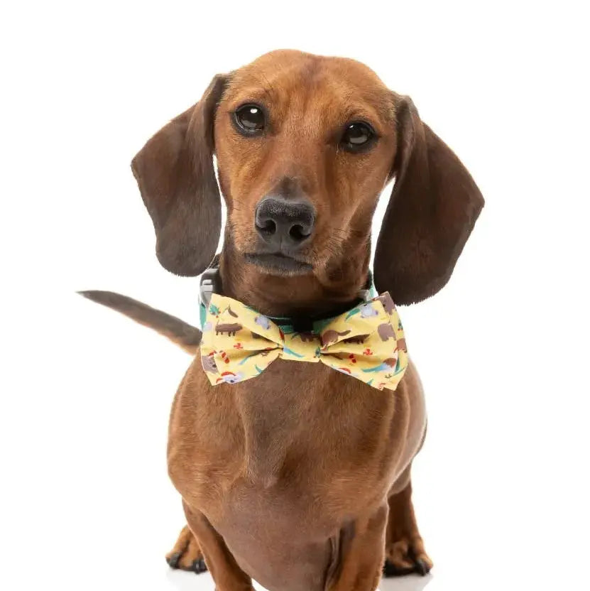 Xmas Bowtie - Outback Wonderland Fuzzyard
