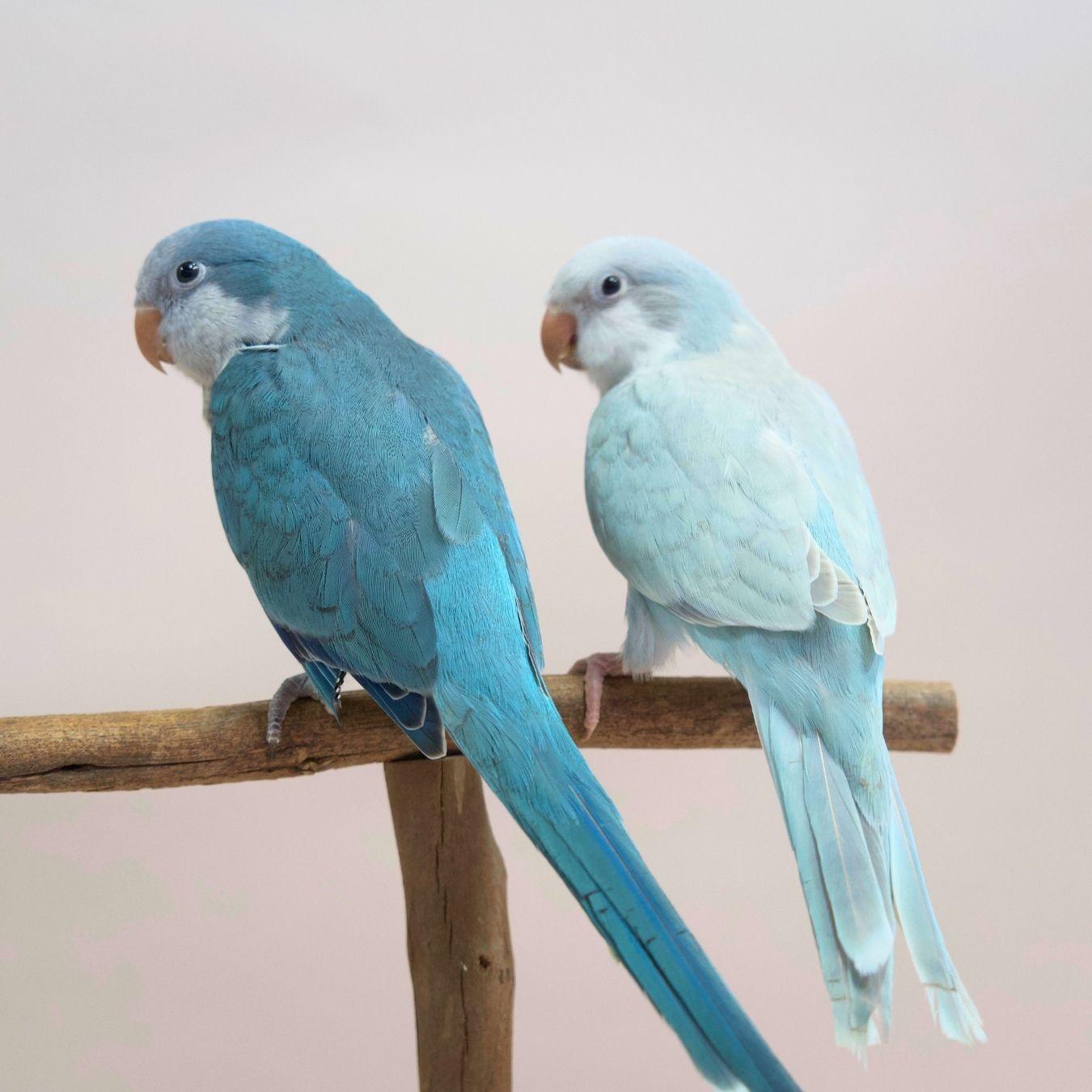 Zazu & Iago, our Blue Quaker Parrots