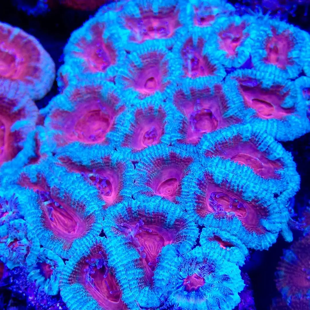 Acan - Kellyville Pets