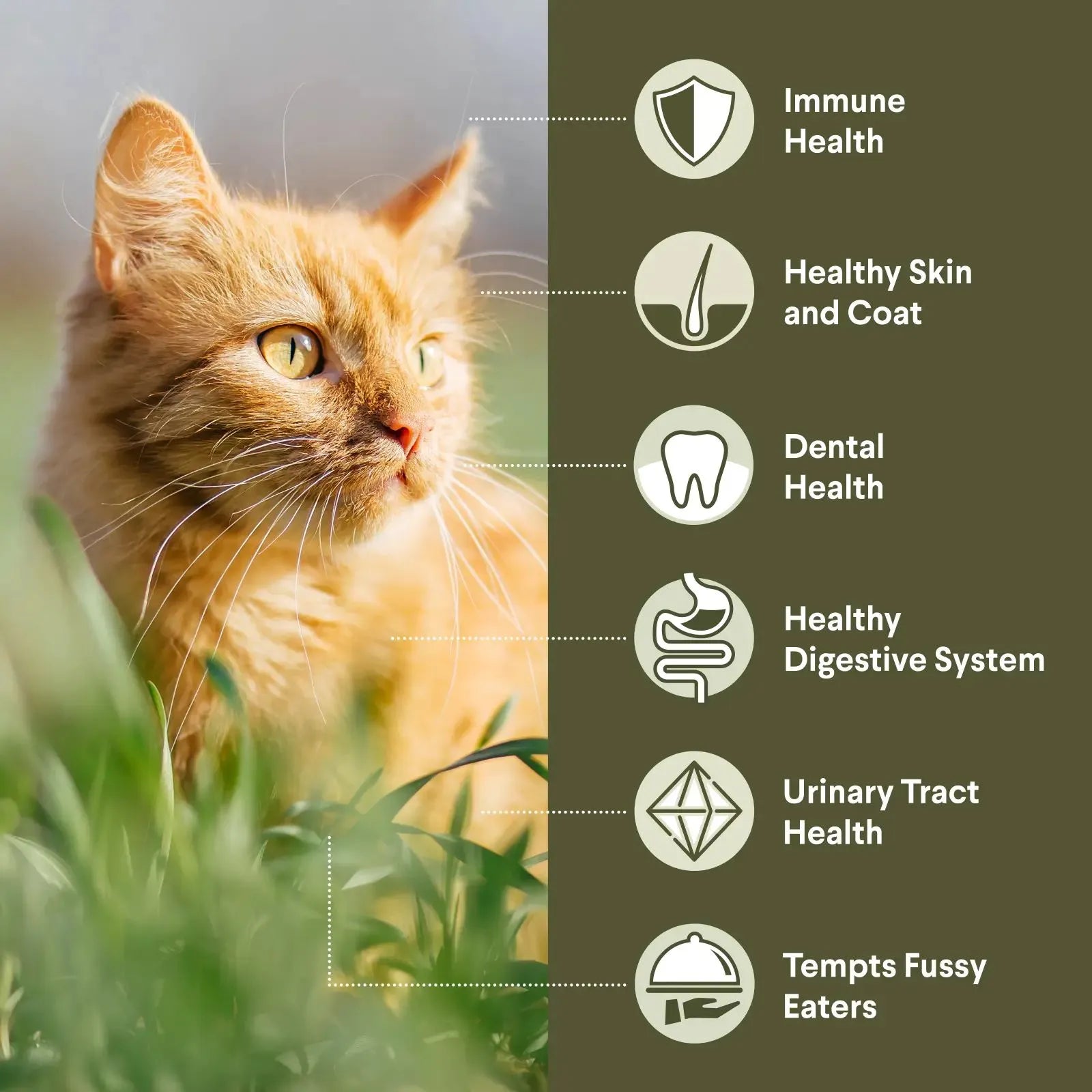 Advance Cat Food Adult Chicken
