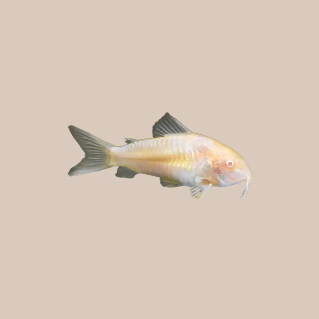 Albino Corydora - Kellyville Pets