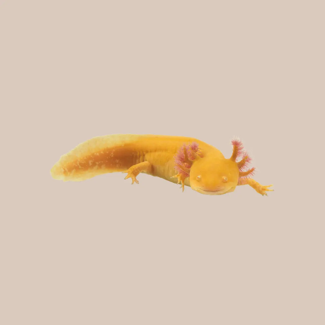 Axolotl For Sale - Kellyville Pets