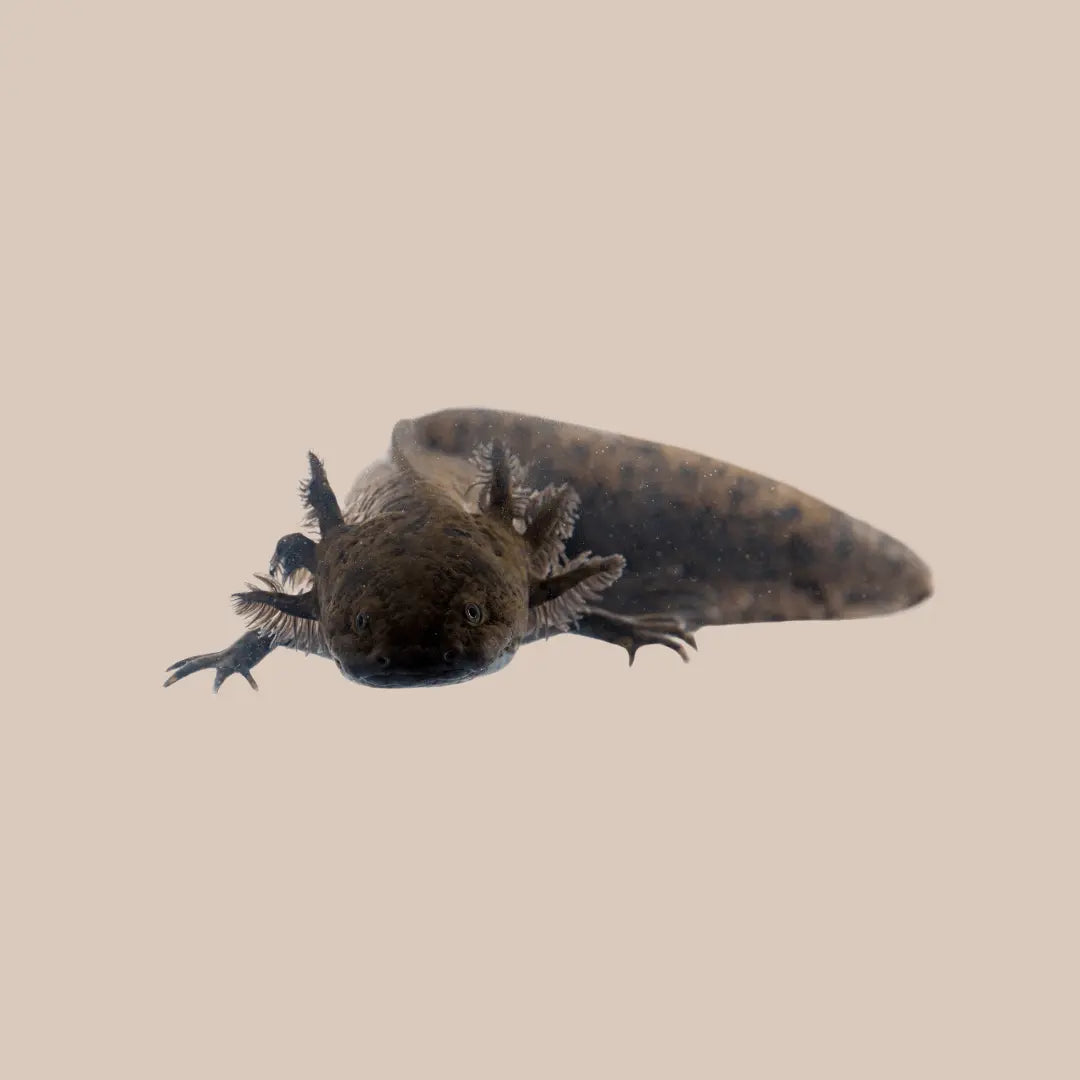 Axolotl For Sale - Kellyville Pets