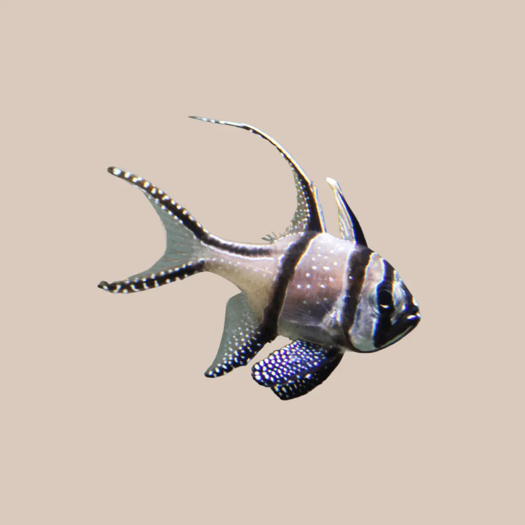 Banggai Cardinal - Kellyville Pets