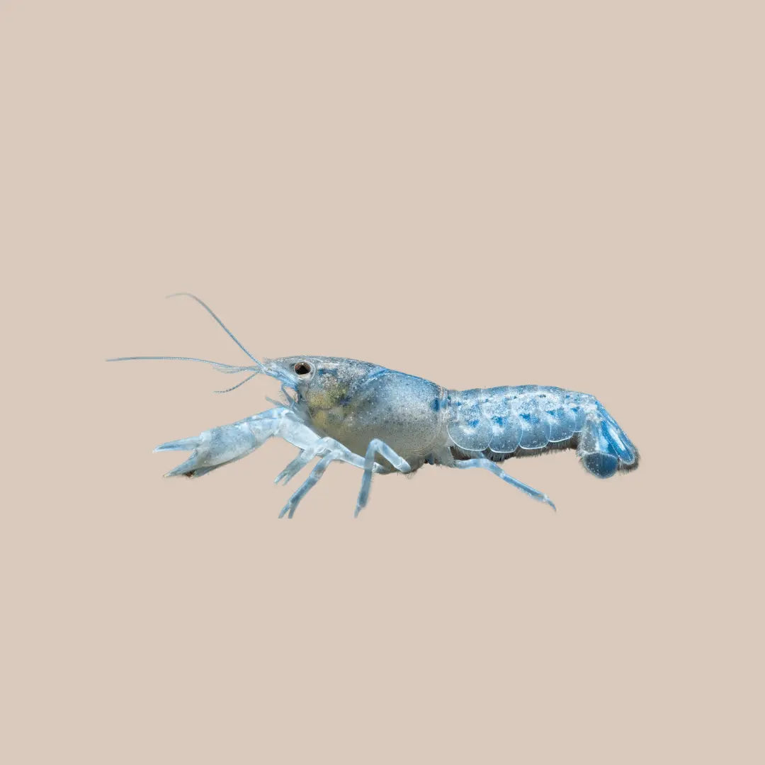 Blue Claw Yabbies For Sale - Kellyville Pets