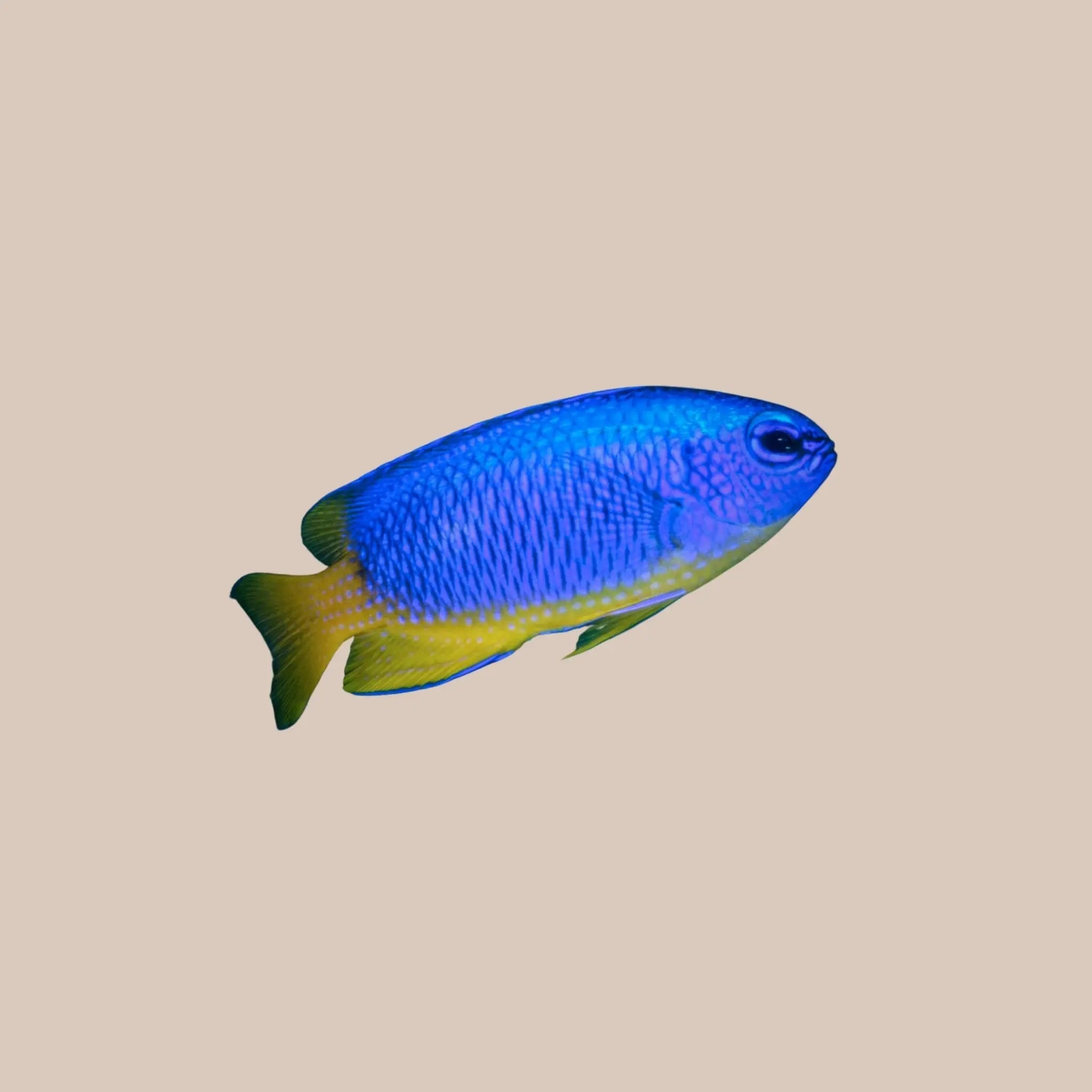 Blue Damsel Fish For Sale - Kellyville Pets