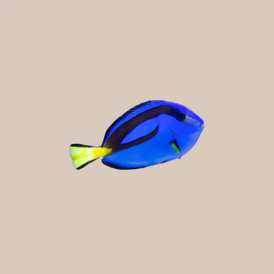 Blue Tangs For Sale - Kellyville Pets