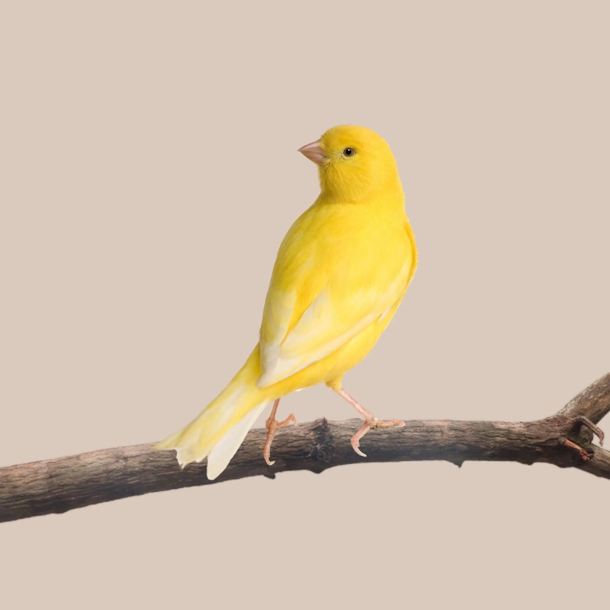 Border Canary - Kellyville Pets