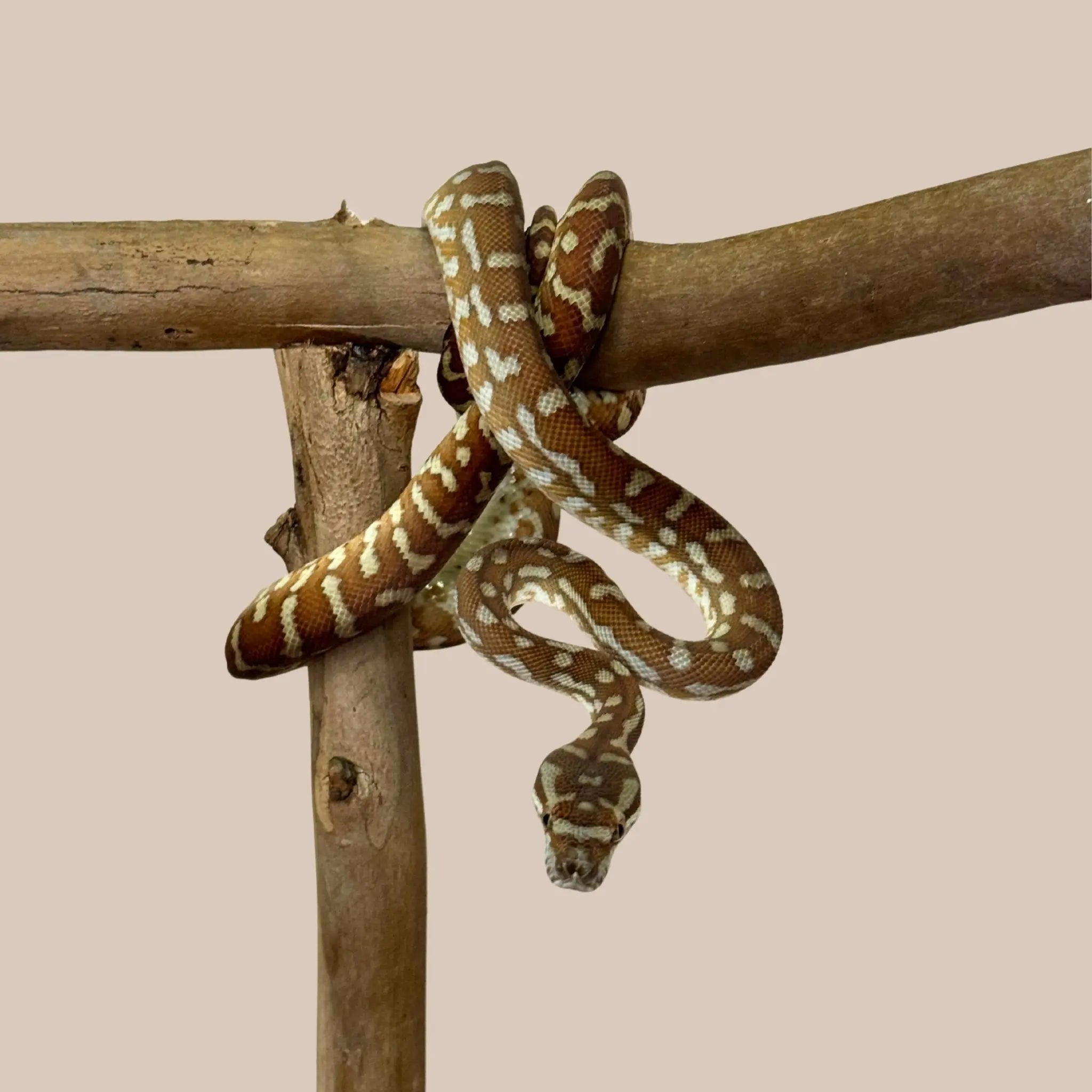 Bredli Python - Kellyville Pets