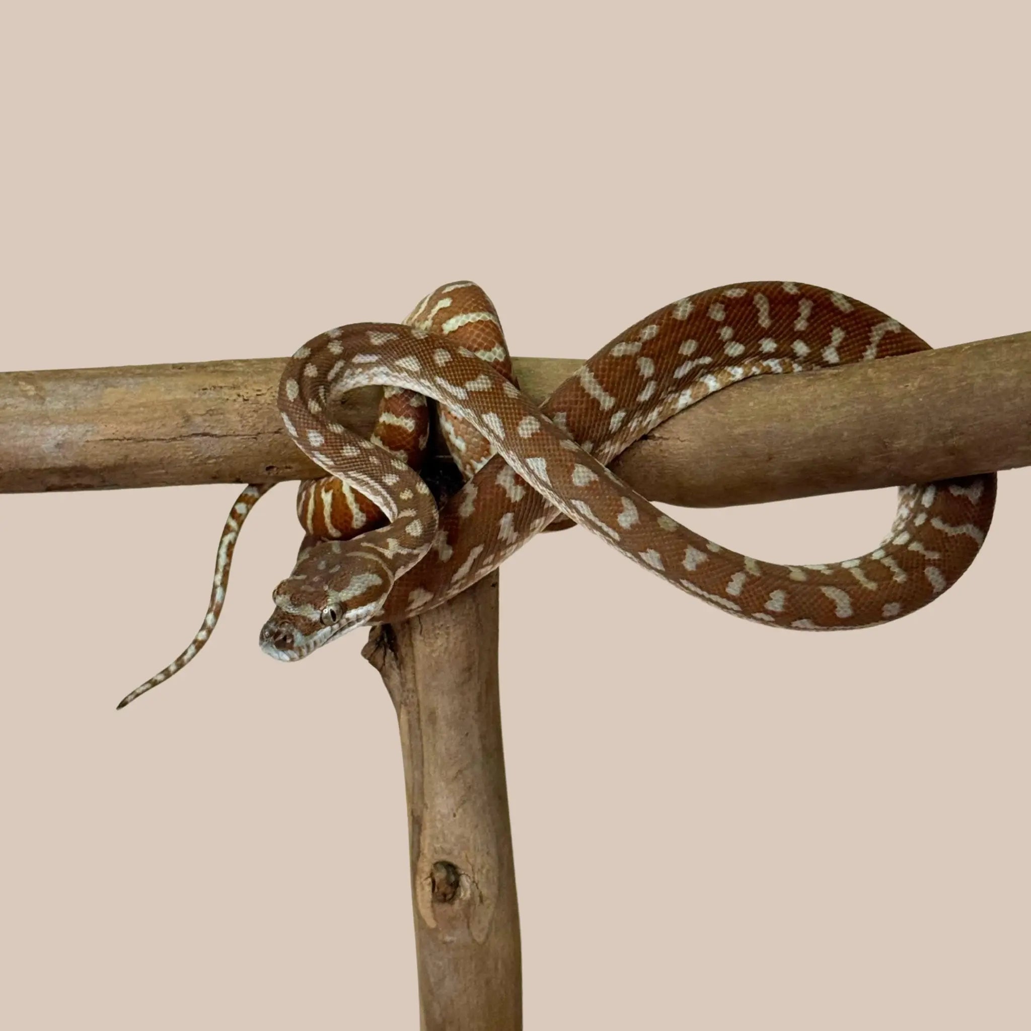 Bredli Python - Kellyville Pets