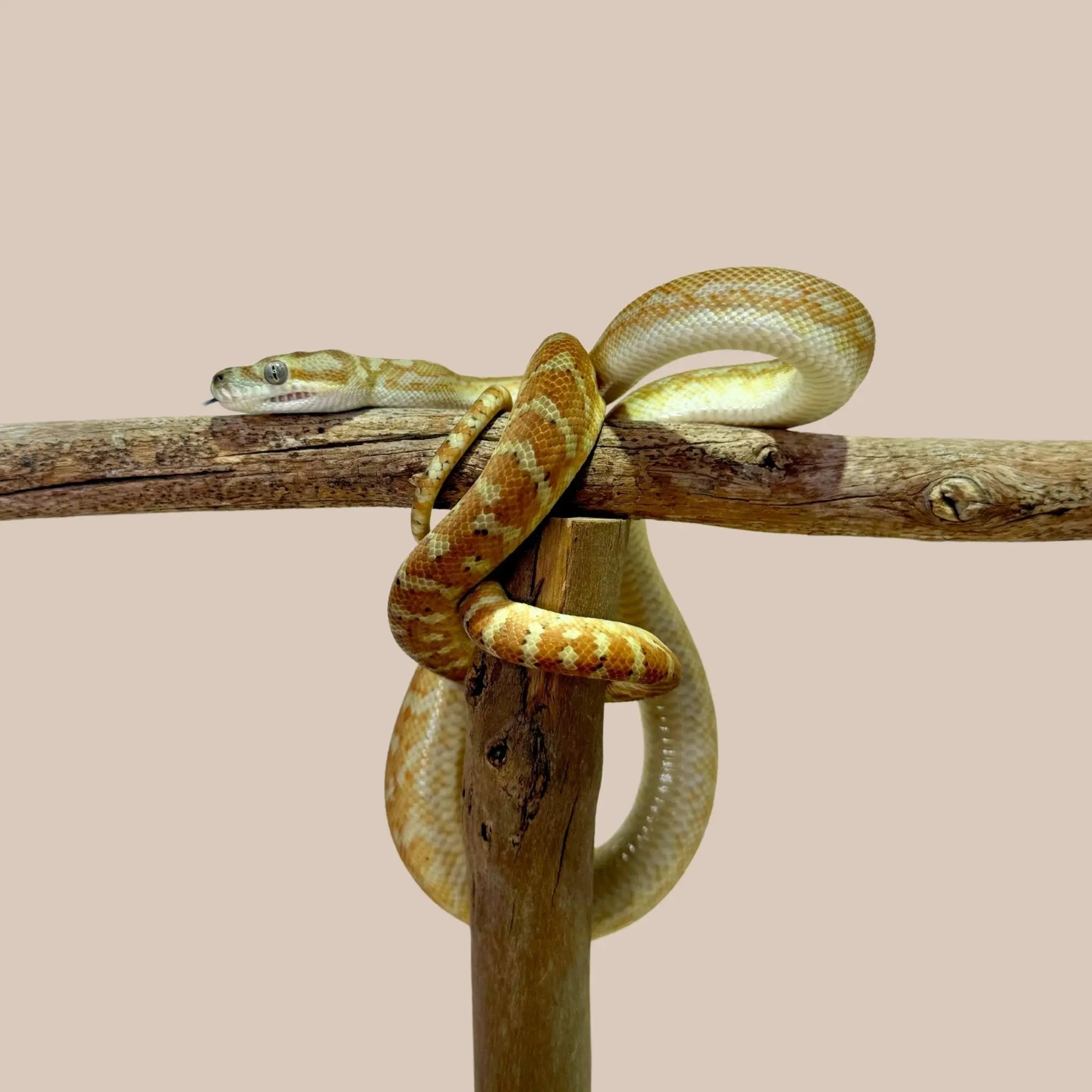 Bredli Python - Kellyville Pets
