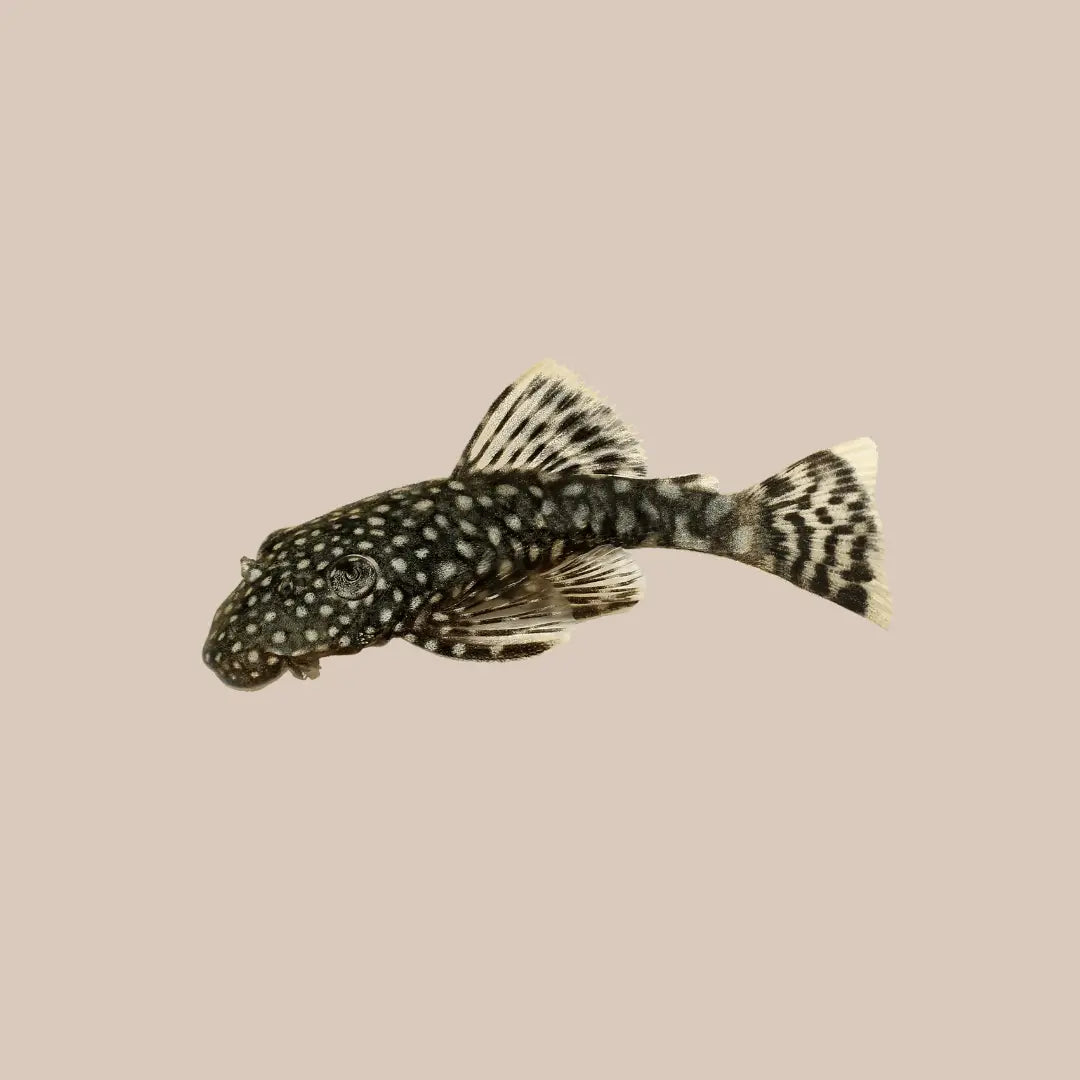 Bristlenose Catfish For Sale - Kellyville Pets