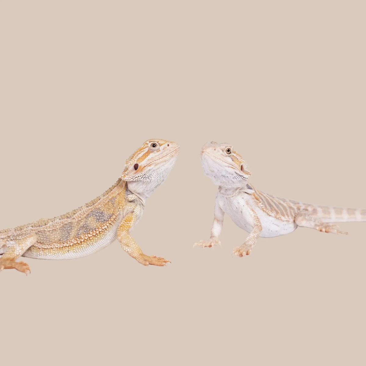 Central Bearded Dragon - Kellyville Pets