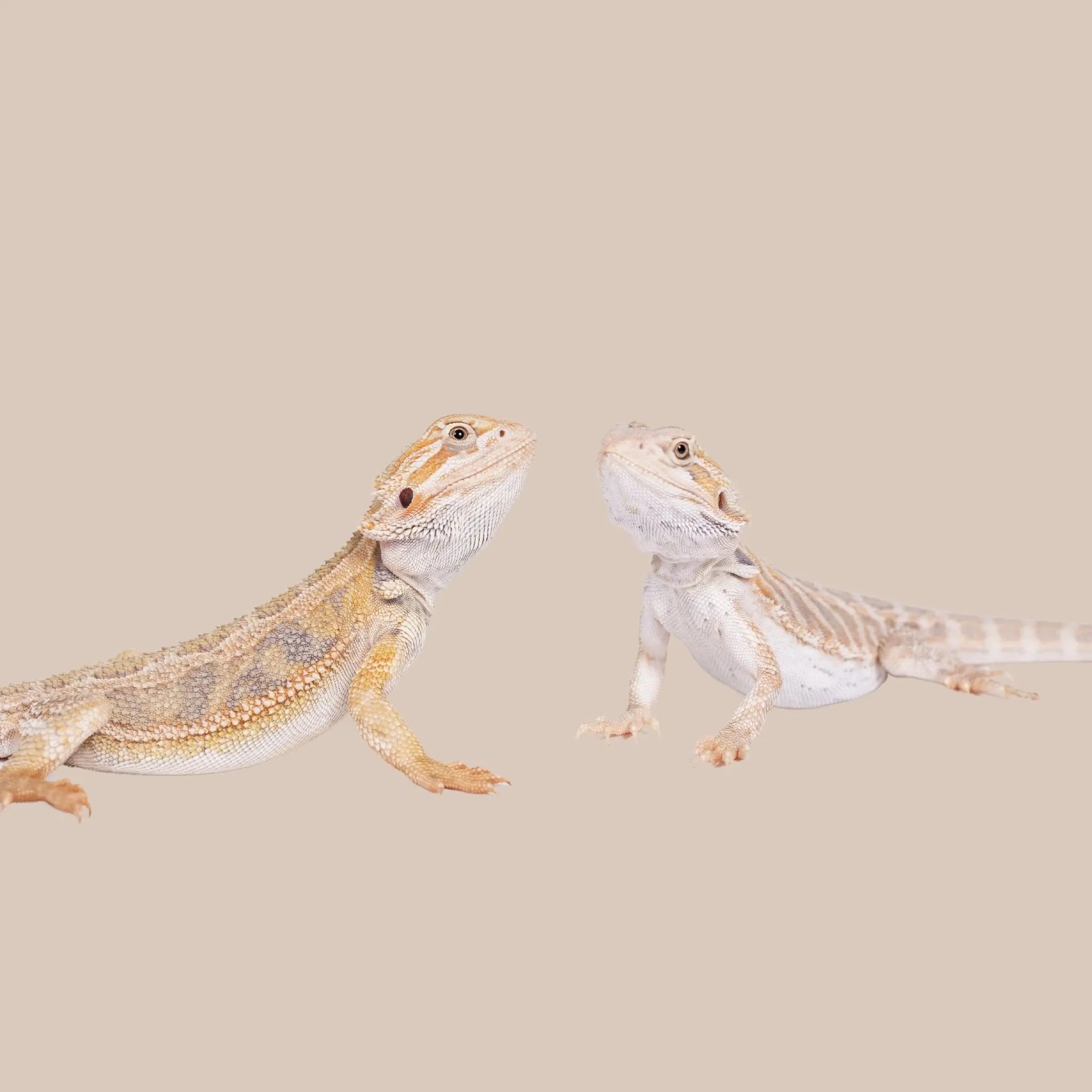 Central Bearded Dragon - Kellyville Pets